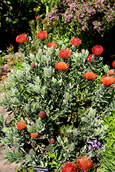 Flame Giant Pincushion (Leucospermum cordifolium 'Flame Giant') at A Very Successful Garden Center