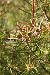 Chief Conebush (Leucadendron salignum 'Chief') at Stonegate Gardens