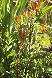 Summer Red Conebush (Leucadendron salignum 'Summer Red') at Lakeshore Garden Centres