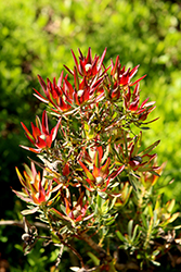 Winter Red Conebush (Leucadendron salignum 'Winter Red') at A Very Successful Garden Center