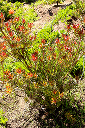 Safari Sunrise Conebush (Leucadendron 'Safari Sunrise') at Stonegate Gardens