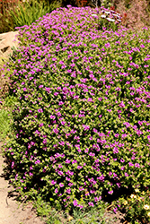 More Mesa Grande Sweet Pea Shrub (Polygala myrtifolia 'Mesa Grande') at Stonegate Gardens