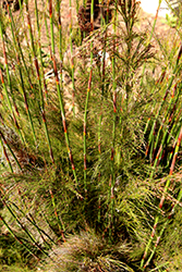 Giant Horsetail (Equisetum myriochaetum) at Stonegate Gardens