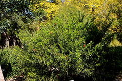 Coral Bush (Templetonia retusa) at A Very Successful Garden Center