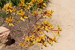 Yellow Gem Kangaroo Paw (Anigozanthos 'Yellow Gem') at A Very Successful Garden Center