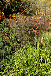 Yellow Gem Kangaroo Paw (Anigozanthos 'Yellow Gem') at A Very Successful Garden Center