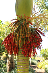 Nikau Palm (Rhopalostylis sapida) at A Very Successful Garden Center