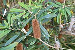 Coast Banksia (Banksia integrifolia) at Lakeshore Garden Centres