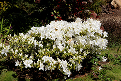 Shiro Kujaku Azalea (Rhododendron 'Shiro Kujaku') at A Very Successful Garden Center