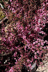 Wiri Shelly Tea-Tree (Leptospermum scoparium 'Wiri Shelly') at A Very Successful Garden Center
