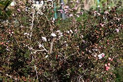 Pink Pearl Tea-Tree (Leptospermum scoparium 'Pink Pearl') at Lakeshore Garden Centres