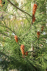 Japanese Black Pine (Pinus thunbergii) at A Very Successful Garden Center