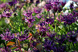 FlowerPower Spider Purple African Daisy (Osteospermum 'KLEOE16297') at Lakeshore Garden Centres