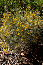 Feathery Cassia (Senna artemisioides) at A Very Successful Garden Center