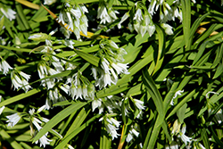 Three-cornered Leek (Allium triquetrum) at A Very Successful Garden Center