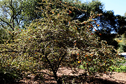 Ken Taylor Fremontodendron (Fremontodendron 'Ken Taylor') at Lakeshore Garden Centres