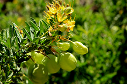 Bladderpod Bush (Peritoma arborea) at Stonegate Gardens