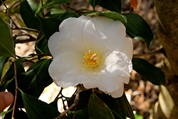 White Nun Camellia (Camellia japonica 'White Nun') at Stonegate Gardens