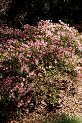 Shin Utena Azalea (Rhododendron 'Shin Utena') at A Very Successful Garden Center