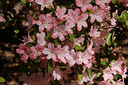 Shin Utena Azalea (Rhododendron 'Shin Utena') at A Very Successful Garden Center