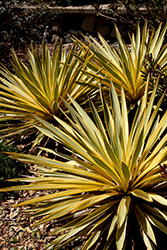 Bright Star Yucca (Yucca gloriosa 'Walbristar') at Lakeshore Garden Centres
