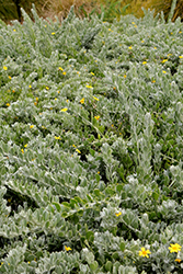 Vaalbietou (Chrysanthemoides incana) at A Very Successful Garden Center