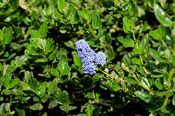 Yankee Point California Lilac (Ceanothus griseus 'Yankee Point') at Stonegate Gardens
