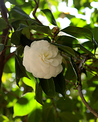 Masterpiece Camellia (Camellia japonica 'Masterpiece') at A Very Successful Garden Center