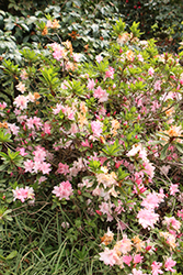 Mamie Azalea (Rhododendron 'Mamie') at A Very Successful Garden Center