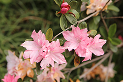 Mamie Azalea (Rhododendron 'Mamie') at A Very Successful Garden Center
