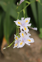 Fringed Iris (Iris japonica) at Stonegate Gardens
