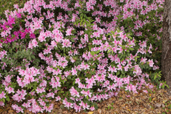 George Lindley Taber Azalea (Rhododendron 'George Lindley Taber') at A Very Successful Garden Center