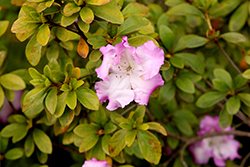 May Frills Azalea (Rhododendron 'May Frills') at A Very Successful Garden Center