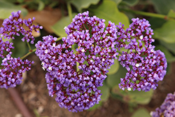 Perez's Sea Lavender (Limonium perezii) at A Very Successful Garden Center
