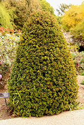 Teton Scarlet Firethorn (Pyracantha coccinea 'Teton') at A Very Successful Garden Center
