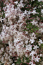 Climbing Jasmine (Jasminum polyanthum) at A Very Successful Garden Center