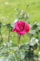 Della Reese Rose (Rosa 'WEKrorobluni') at A Very Successful Garden Center