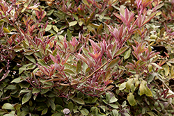 Arabian Lilac (Vitex trifolia 'Purpurea') at A Very Successful Garden Center