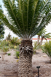 Mulanje Cycad (Encephalartos gratus) at A Very Successful Garden Center