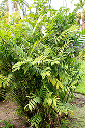 Hardy Bamboo Palm (Chamaedorea microspadix) at A Very Successful Garden Center