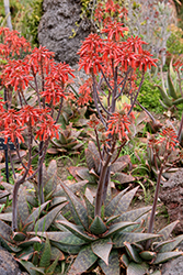 Soap Aloe (Aloe saponaria) at A Very Successful Garden Center
