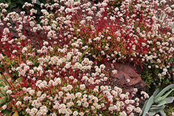 Red Carpet (Crassula pubescens ssp. radicans) at A Very Successful Garden Center