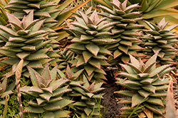 Hellskloof Bells Aloe (Aloe 'Hellskloof Bells') at A Very Successful Garden Center
