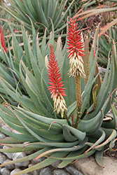 Lutescens Aloe (Aloe lutescens) at Stonegate Gardens