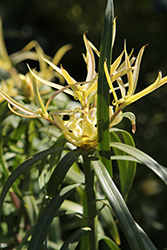 Long Leafed Yellowood (Podocarpus henkelii) at A Very Successful Garden Center