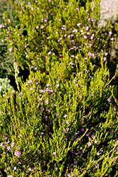 Rosy Pink Breath of Heaven (Coleonema pulchellum 'Rosy Pink') at Stonegate Gardens