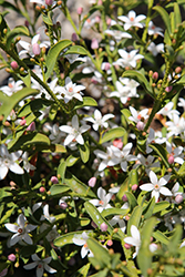 Profusion Long Leaf Waxflower (Philotheca myoporoides 'Profusion') at A Very Successful Garden Center