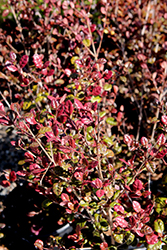 Red Dragon New Zealand Myrtle (Lophomyrtus x ralphii 'Red Dragon') at Lakeshore Garden Centres