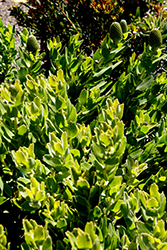 High Gold Pincushion (Leucospermum 'High Gold') at Lakeshore Garden Centres
