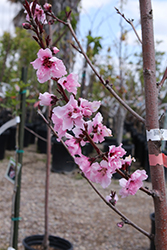 Spicezee Nectaplum (Prunus 'Spicezee') at A Very Successful Garden Center